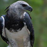 The Harpy Eagle