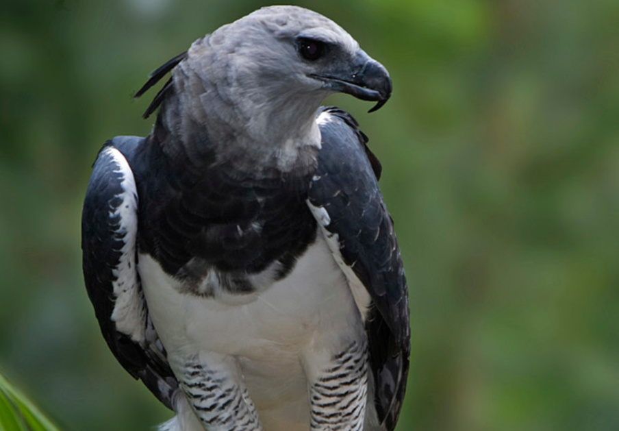 The Harpy Eagle