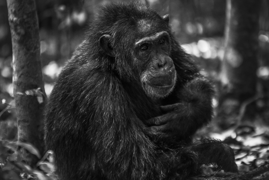 The Ultimate Guide to Chimpanzee Photography in Uganda