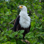 Things to Pack on Your Birding Photography Safaris in Uganda