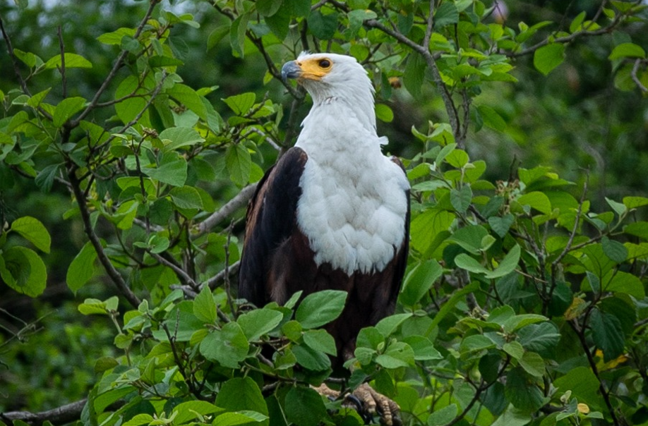 Things to Pack on Your Birding Photography Safaris in Uganda