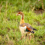 Top Activities to do in Lake Mburo National Park.