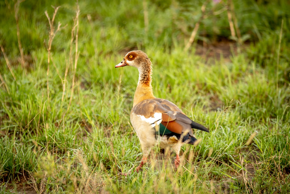 Top Activities to do in Lake Mburo National Park.