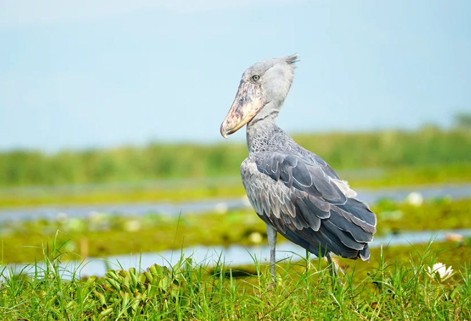 Top Bird Species in Lake Mburo National Park.