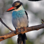Top Bird Species to See in Kibale National Park.