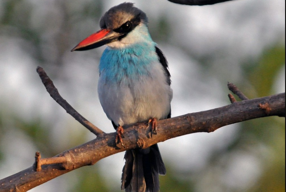 Top Bird Species to See in Kibale National Park.