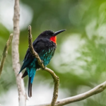 Top Birds in Kibale Forest National Park.