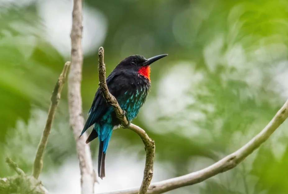 Top Birds in Kibale Forest National Park.