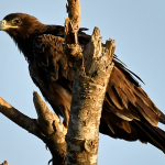 Top Birds in Lake Mburo National Park.