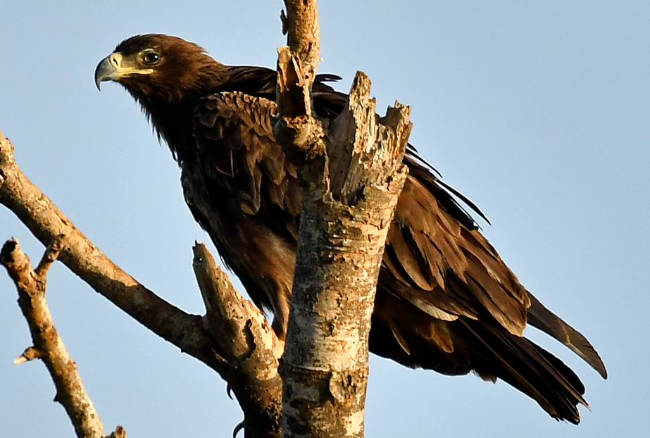 Top Birds in Lake Mburo National Park.