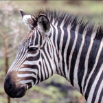 Top Safari Activities in Lake Mburo National Park.