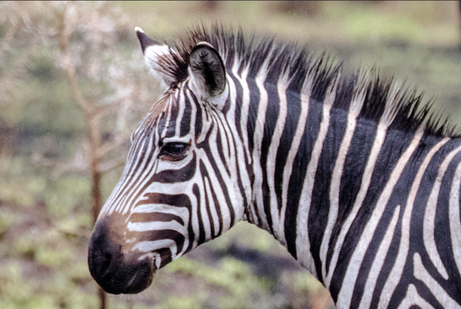 Top Safari Activities in Lake Mburo National Park.