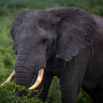 Top Things to do in Lake Mburo National Park.