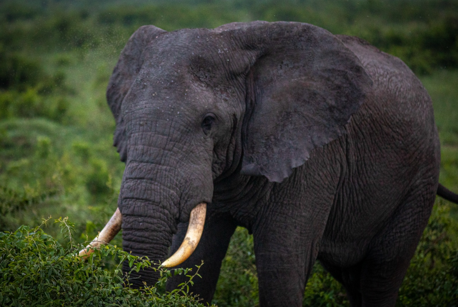 Top Things to do in Lake Mburo National Park.