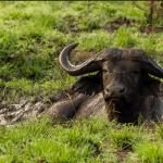 Top Tourist Activities in Lake Mburo National Park.