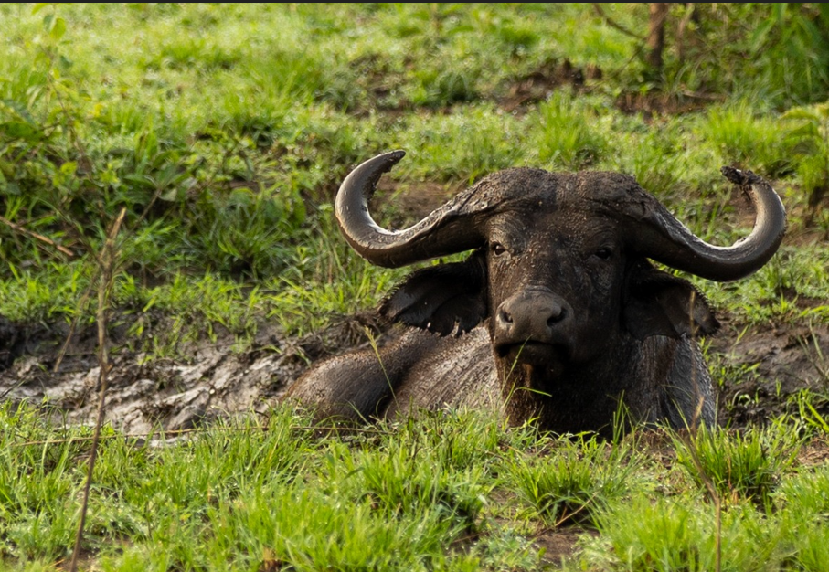 Top Tourist Activities in Lake Mburo National Park.