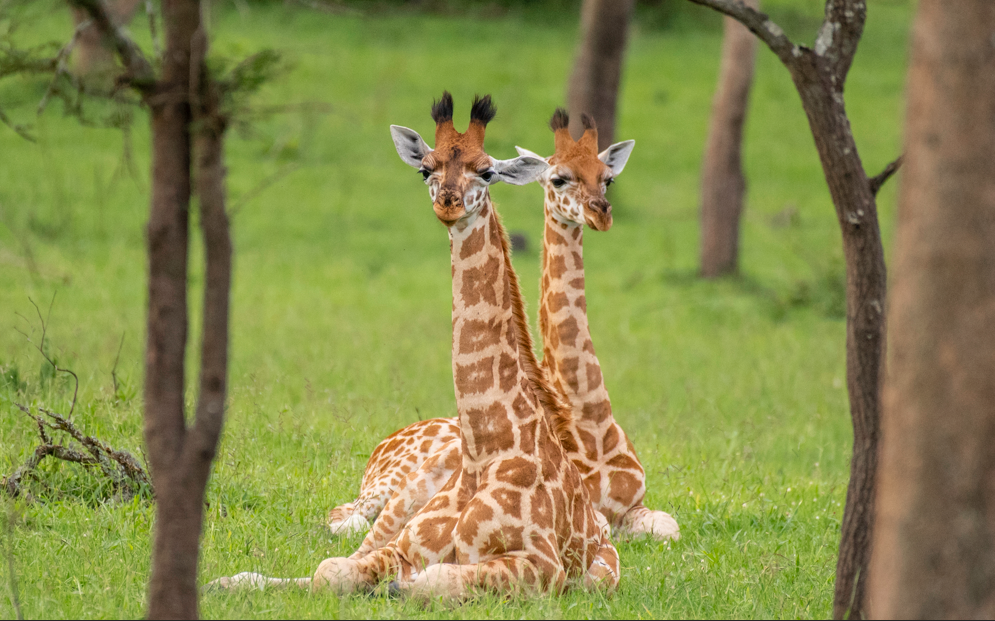 Tourist Activities in Lake Mburo National Park.