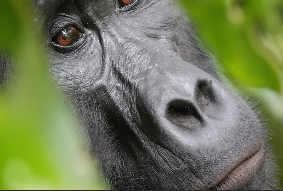 Travel Guide to Gorilla Trekking Experience in Rwanda.