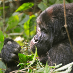 Trekking Bwindi’s Bitukura Gorilla Family
