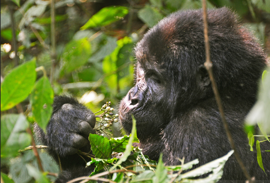 Trekking Bwindi’s Bitukura Gorilla Family