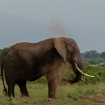 Uganda Photography Safaris