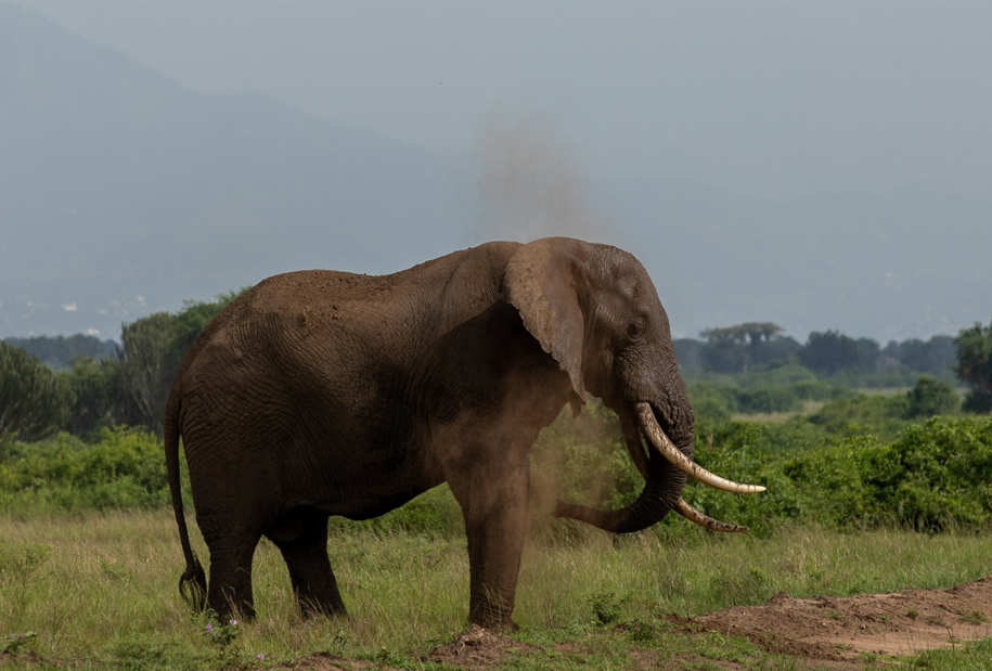 Uganda Photography Safaris