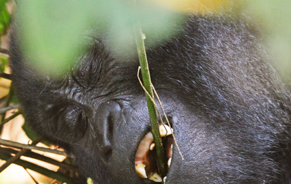 Understanding Gorilla Trekking Ethics