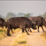 What Makes Lake Mburo National Park Unique