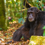 What is the Cost of Discounted Chimpanzee Permits in Kibale