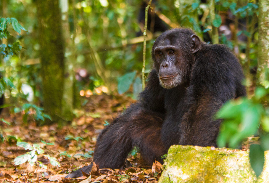 What is the Cost of Discounted Chimpanzee Permits in Kibale