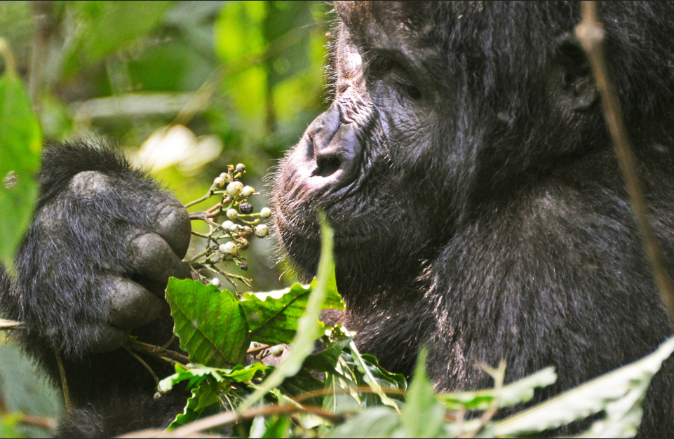 What is the cost of gorilla filming in Uganda