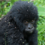 What to Pack for a Safari in Volcanoes National Park.
