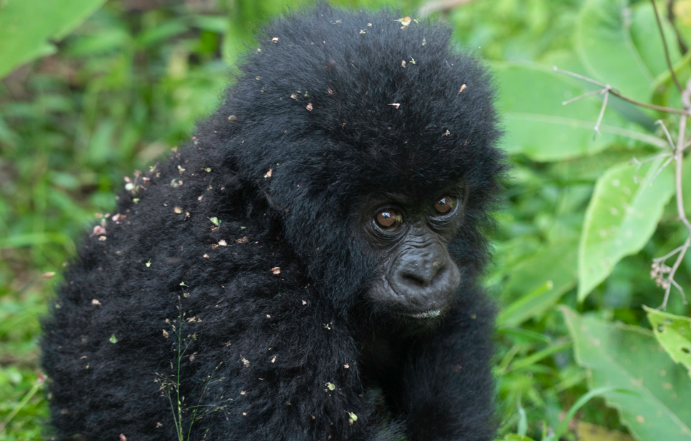 What to Pack for a Safari in Volcanoes National Park.