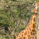 When to Visit Lake Mburo National Park.