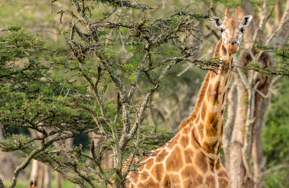 When to Visit Lake Mburo National Park.