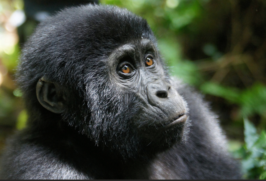 When to trek mountain gorillas in Rwanda.