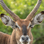 Why Visit Lake Mburo National Park.