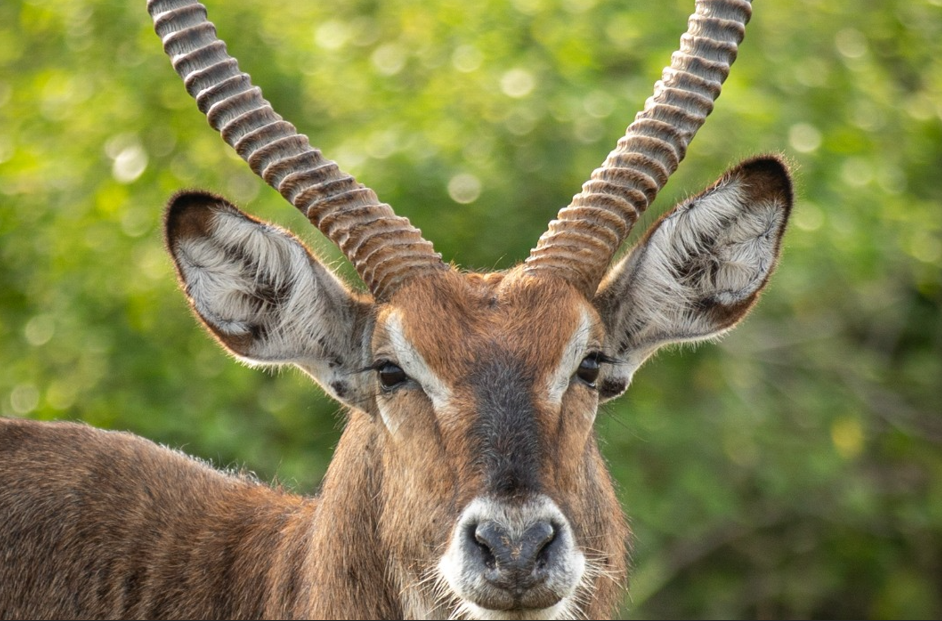 Why Visit Lake Mburo National Park.