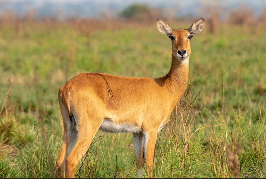 Why is Lake Mburo National Park Famous
