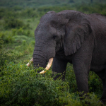 Wildlife Photography in Uganda