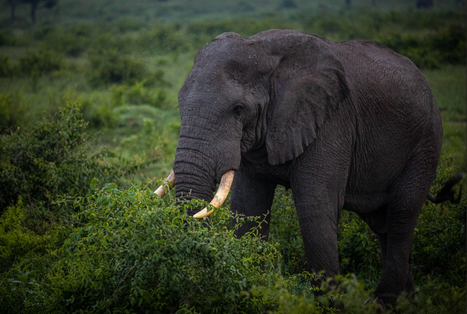Wildlife Photography in Uganda