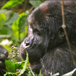 Winter Break Gorilla Trekking in Bwindi