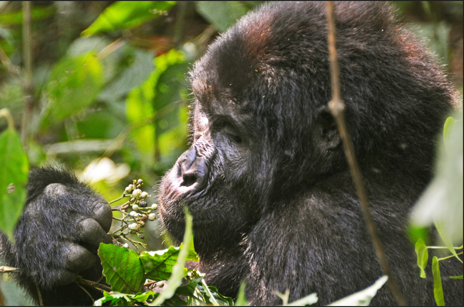 Winter Break Gorilla Trekking in Bwindi