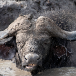 A Travel Guide to Lake Mburo National Park