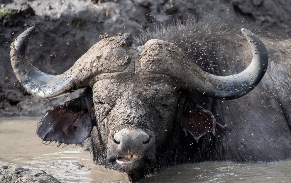 A Travel Guide to Lake Mburo National Park