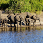 Africa’s Top Safari Destinations