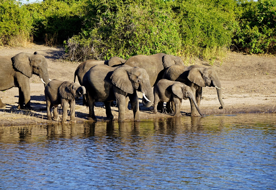 Africa’s Top Safari Destinations