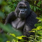 Best Agency Where You Can Secure Your Gorilla Permits