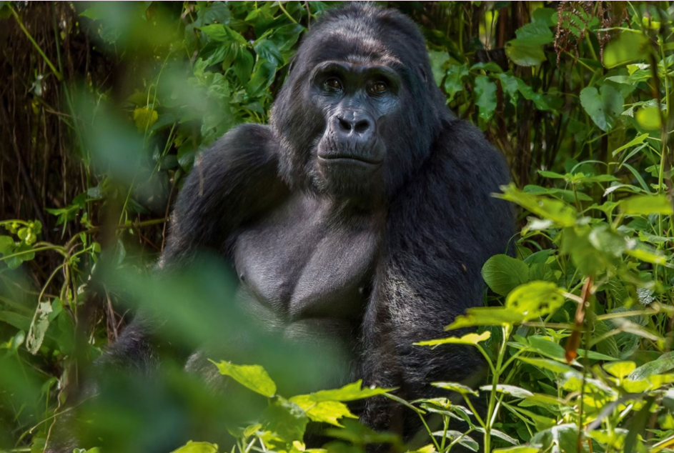 Best Agency Where You Can Secure Your Gorilla Permits