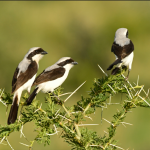 Best Time to Do Bird Watching in Lake Mburo National Park.